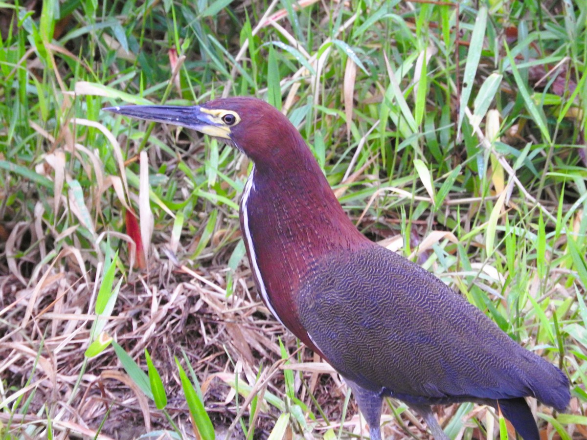 Rufescent Tiger-Heron - ML622014748