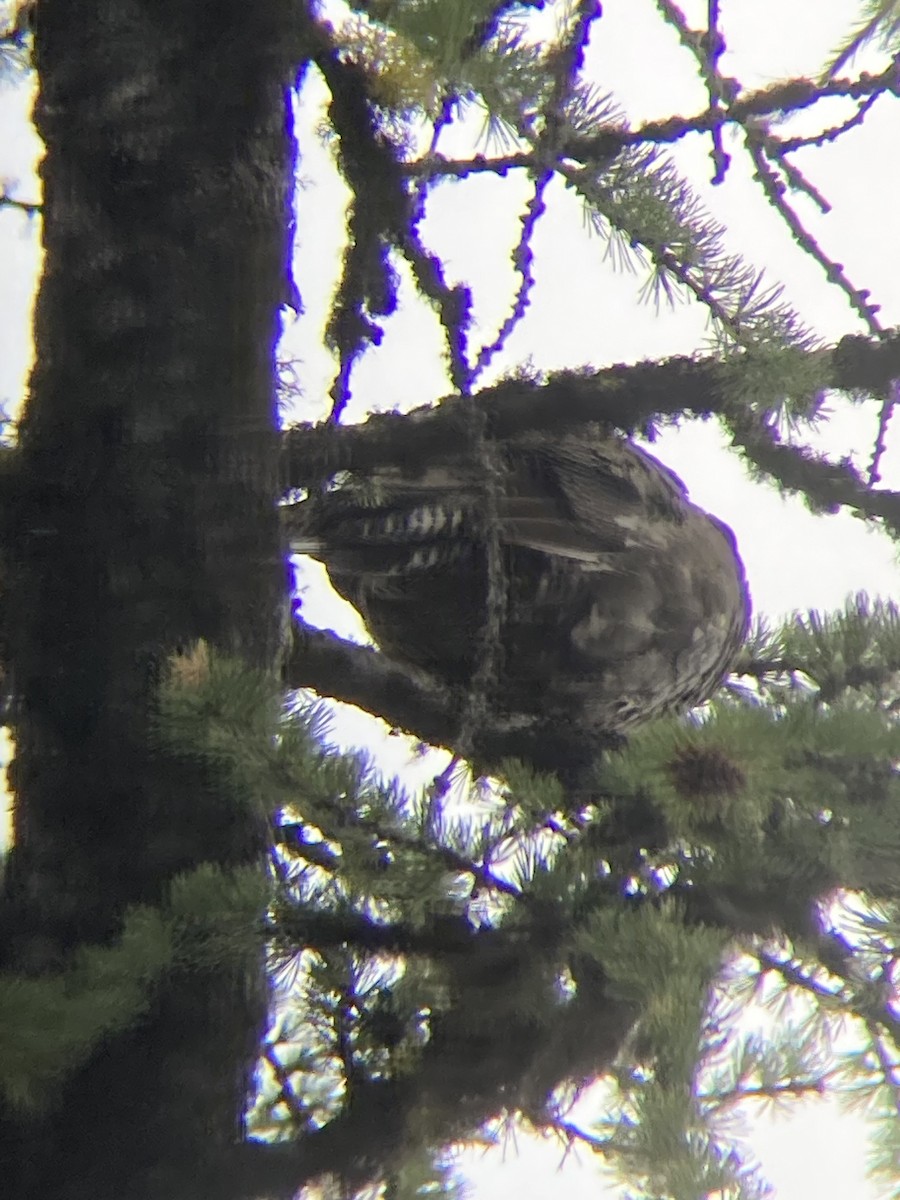 Sooty Grouse - ML622014807