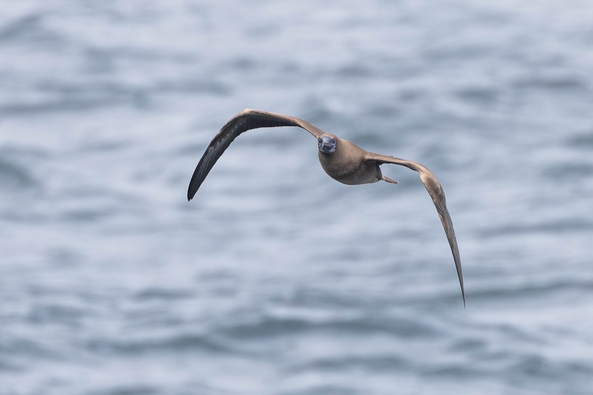 Red-footed Booby (Eastern Pacific) - ML622014820