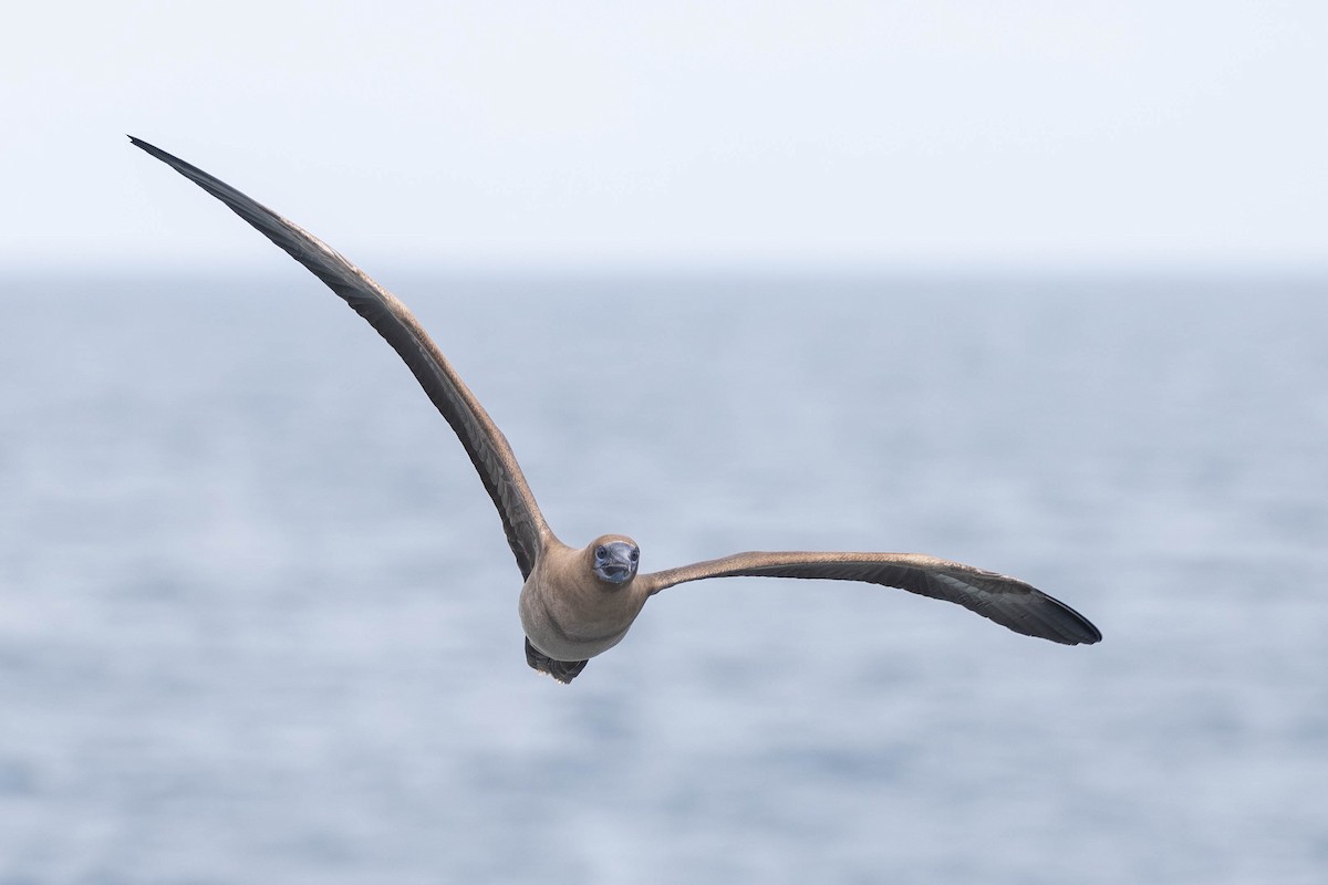 Red-footed Booby (Eastern Pacific) - ML622014821