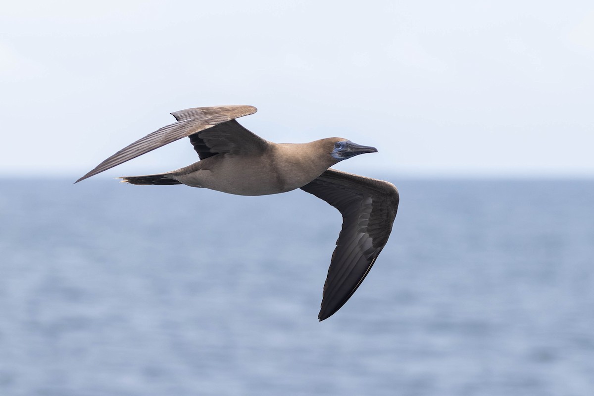 Red-footed Booby (Eastern Pacific) - ML622014823