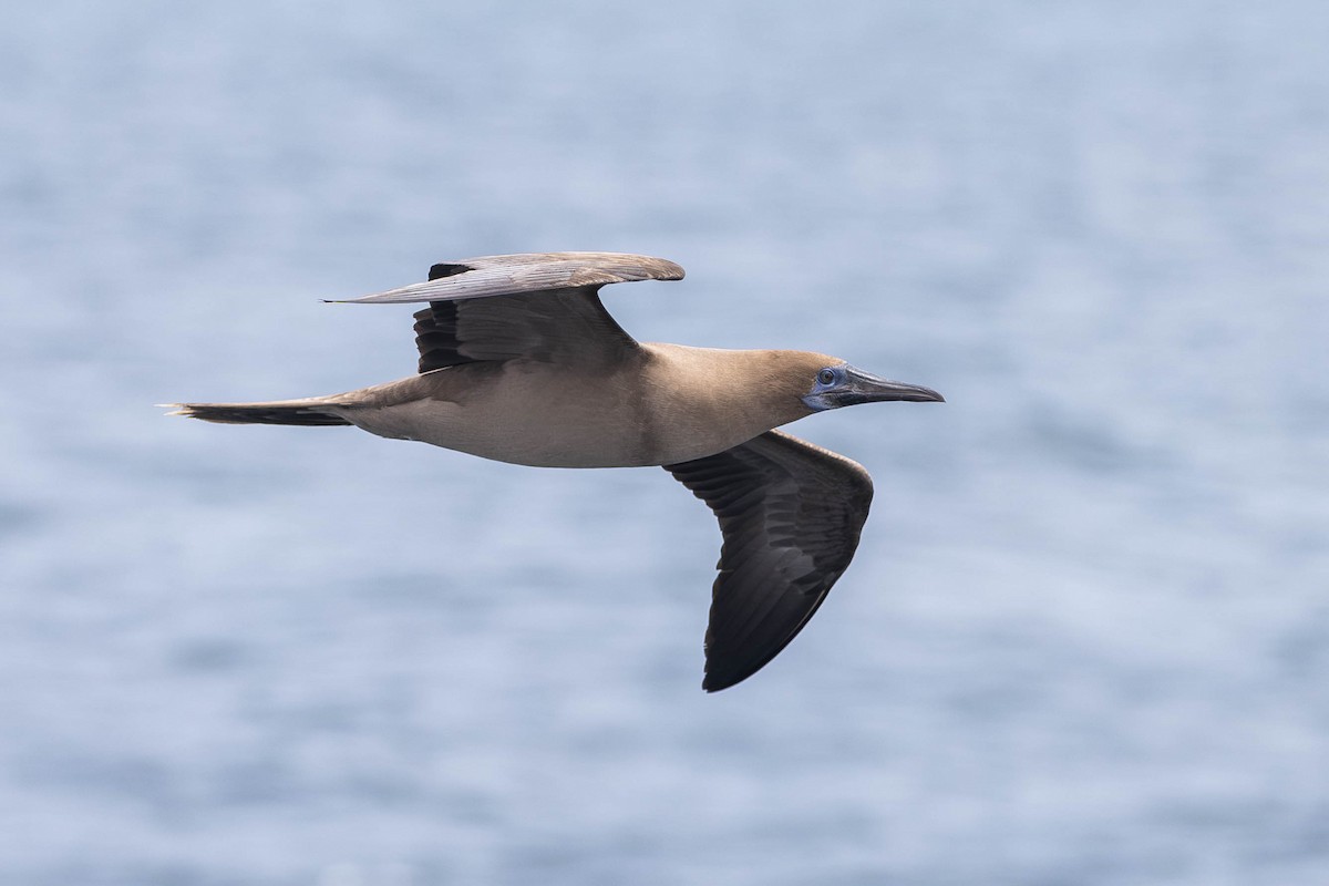 Red-footed Booby (Eastern Pacific) - ML622014824