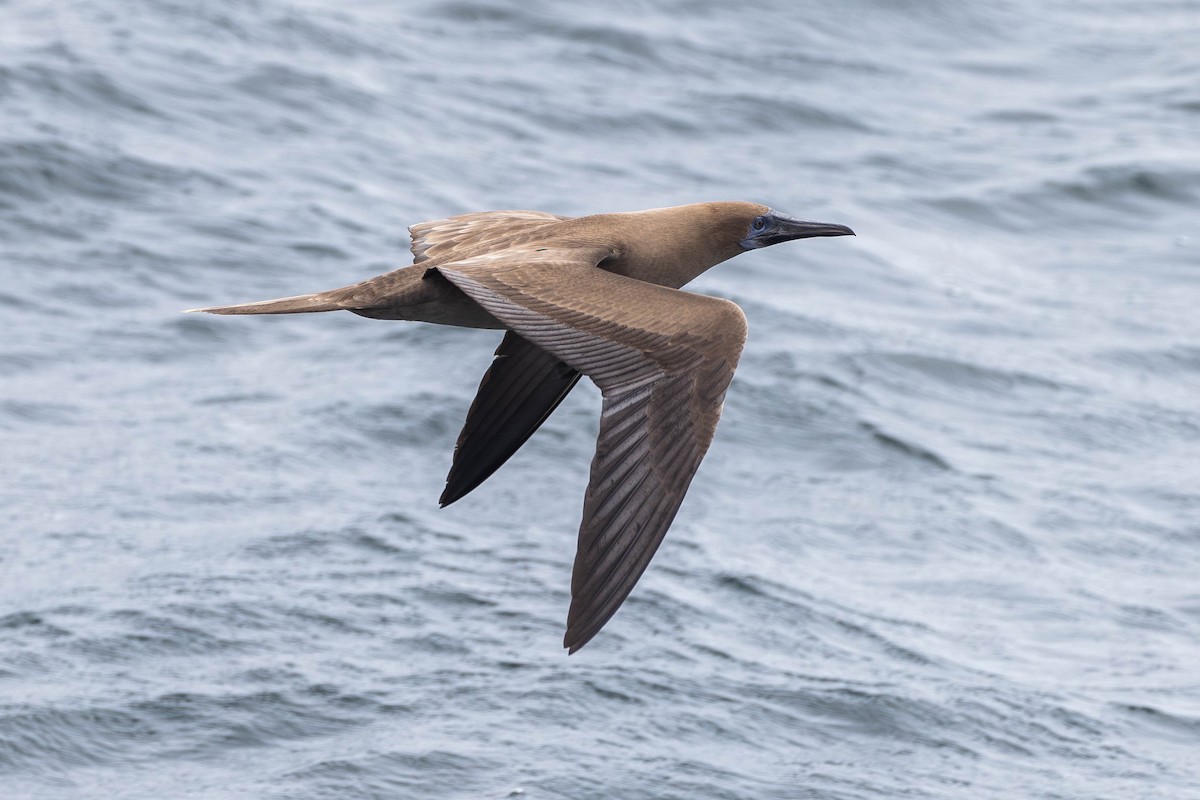 Red-footed Booby (Eastern Pacific) - ML622014825