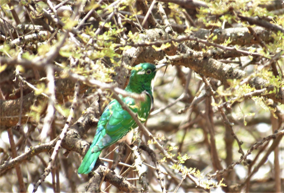 Klaas's Cuckoo - ML622014916