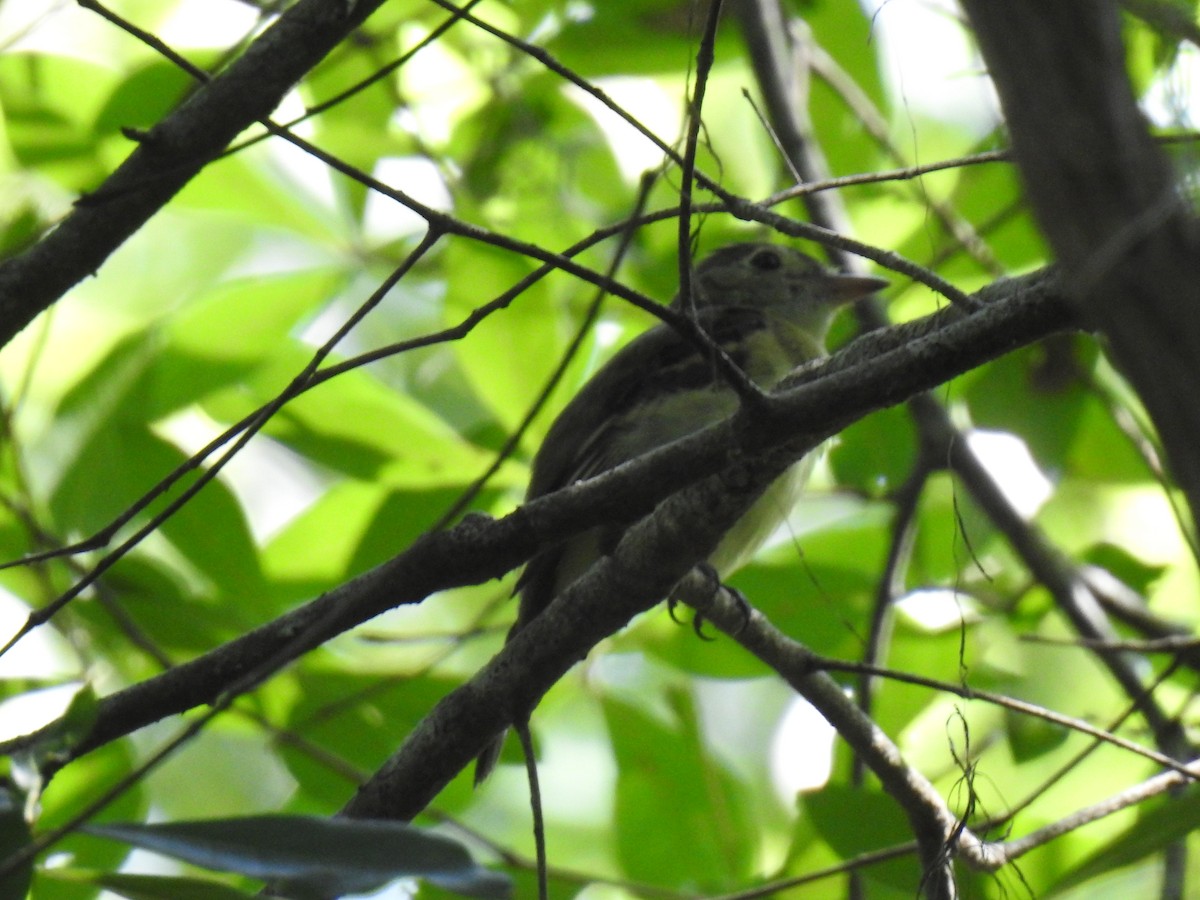 Acadian Flycatcher - ML622014919