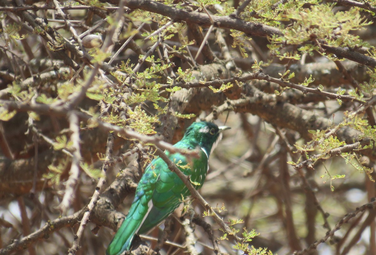 Klaas's Cuckoo - ML622014930