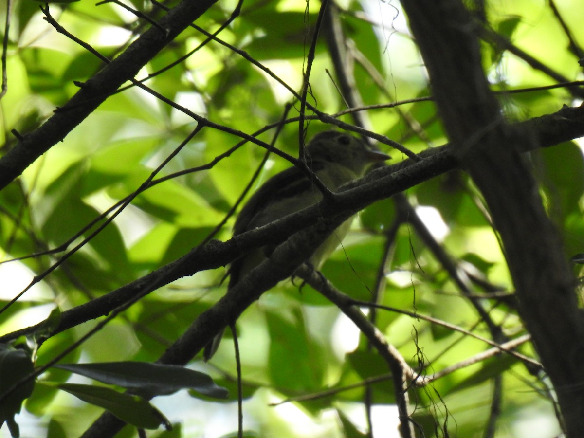 Acadian Flycatcher - ML622014939