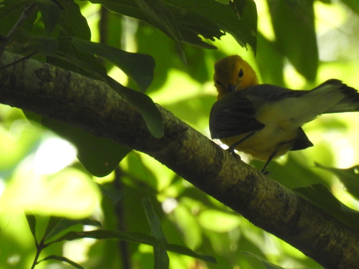 Prothonotary Warbler - ML622014966