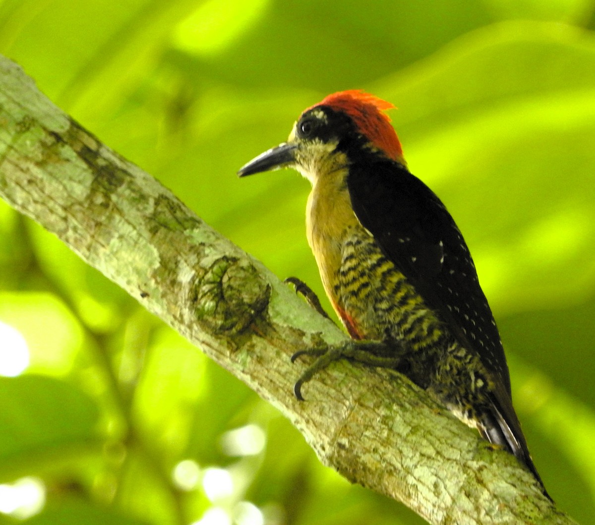 Black-cheeked Woodpecker - ML622014972