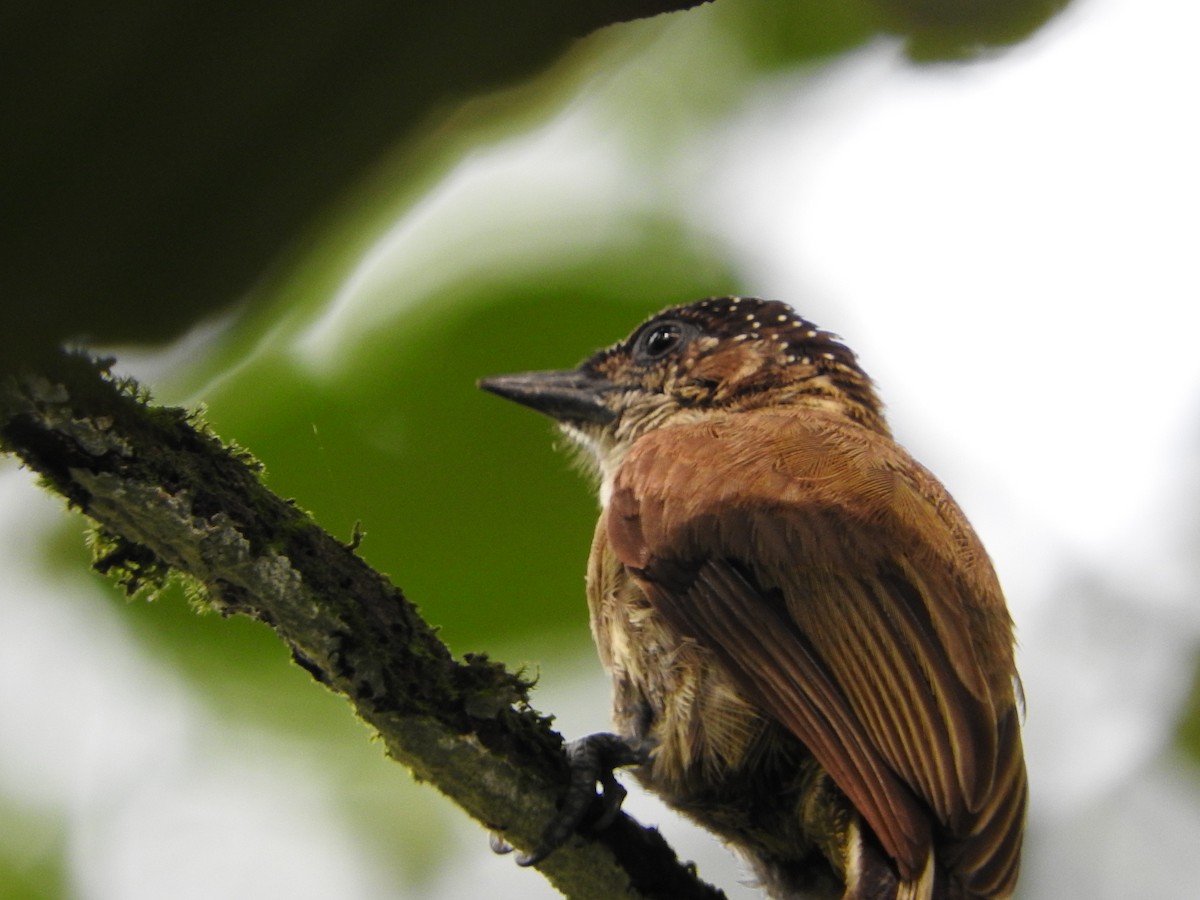 Olivaceous Piculet - Oscar Bermúdez Collado