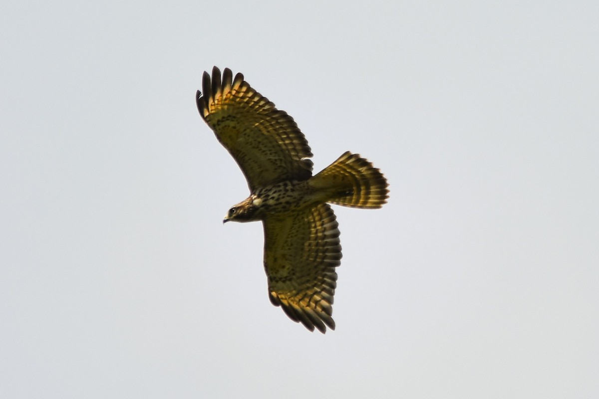 Red-shouldered Hawk - ML622014977