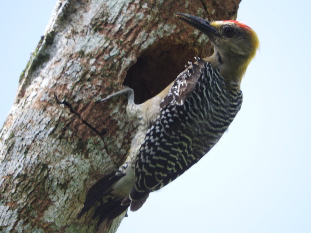 Hoffmann's Woodpecker - ML622014990