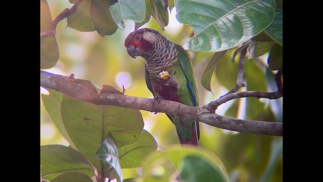 アカオウロコインコ（eisenmanni） - ML622015011