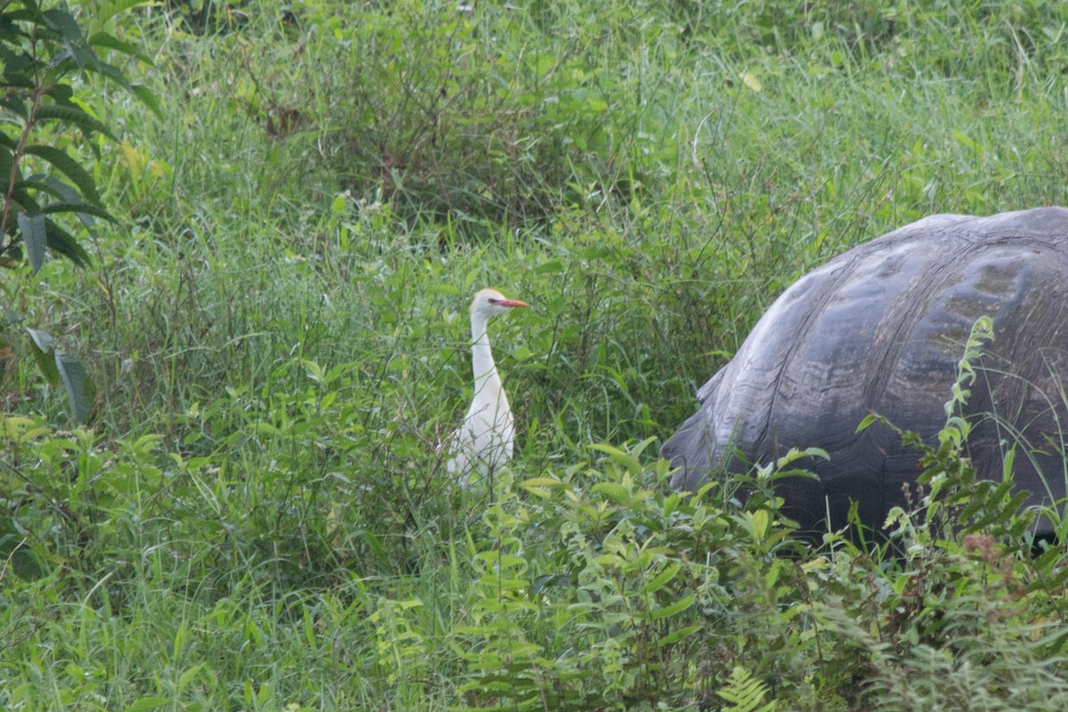 Western Cattle-Egret - ML622015019