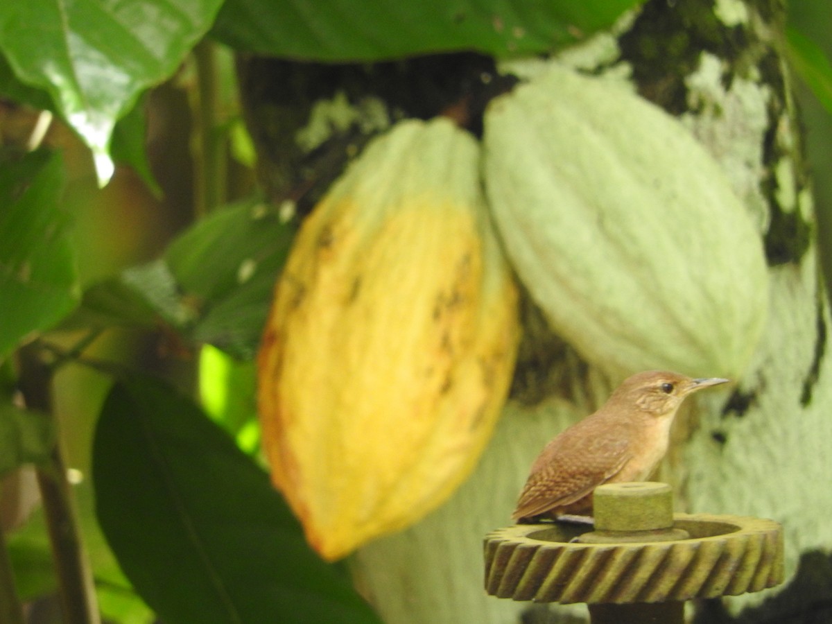 House Wren - ML622015020