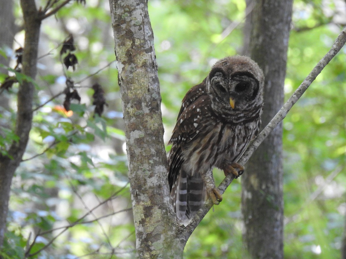 Barred Owl - ML622015051