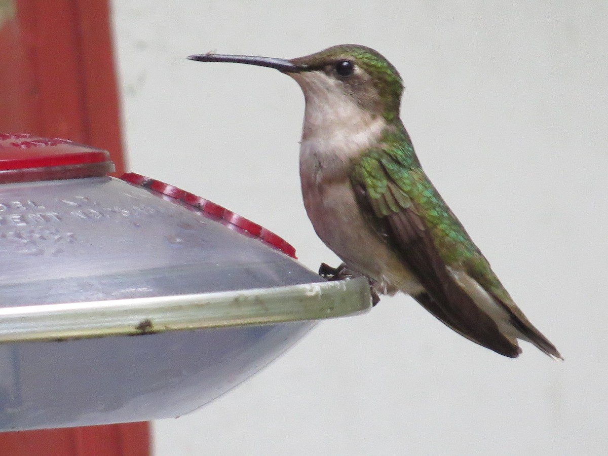 Ruby-throated Hummingbird - ML622015070