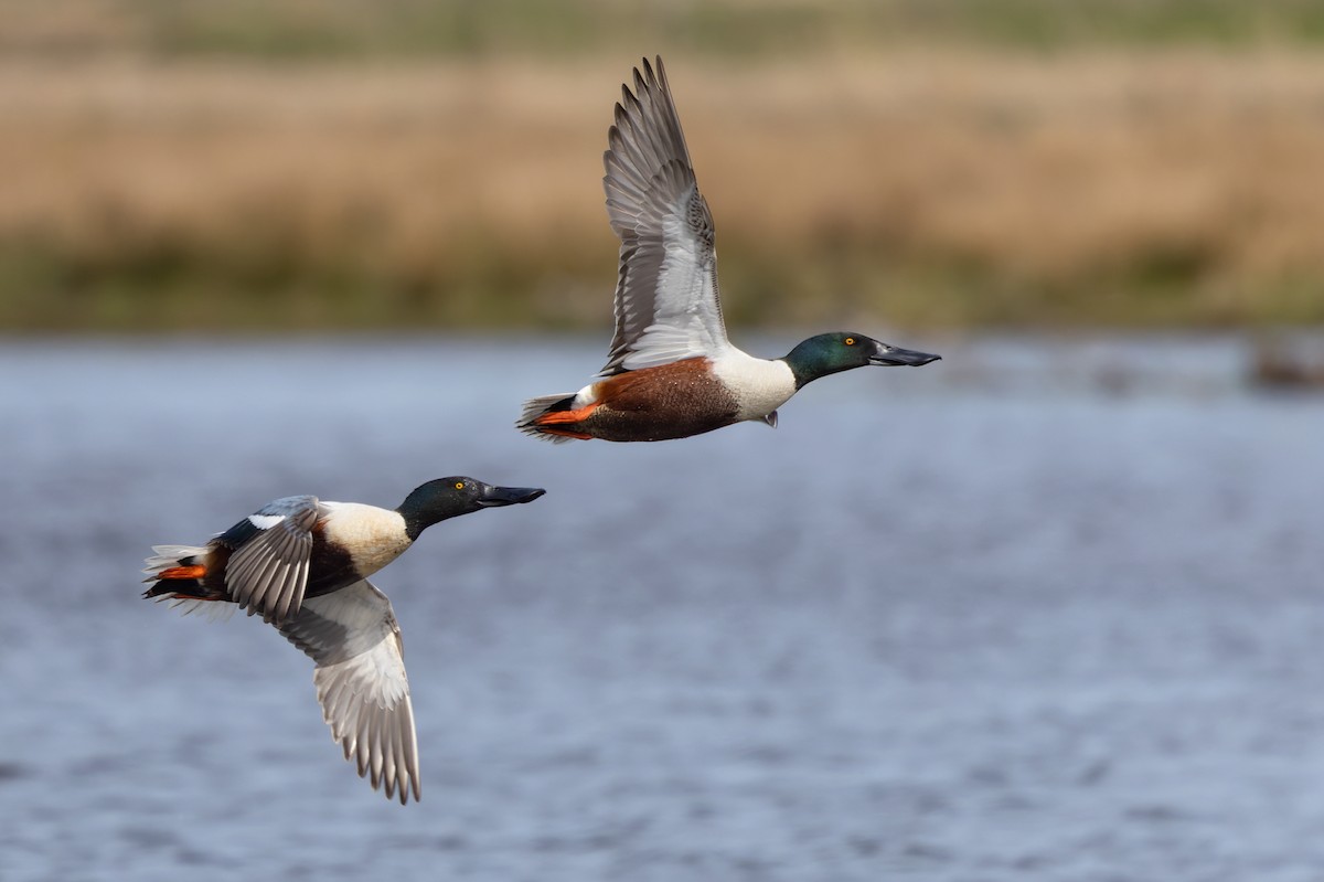 Northern Shoveler - ML622015124