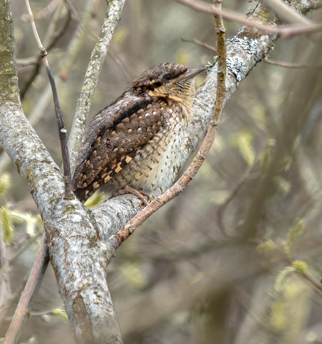 Eurasian Wryneck - ML622015173