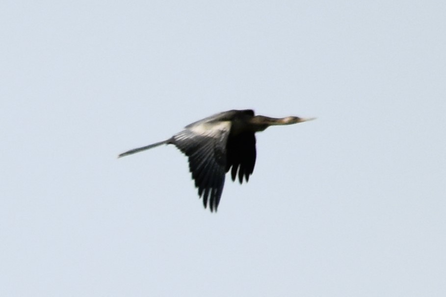 Anhinga - ML622015317