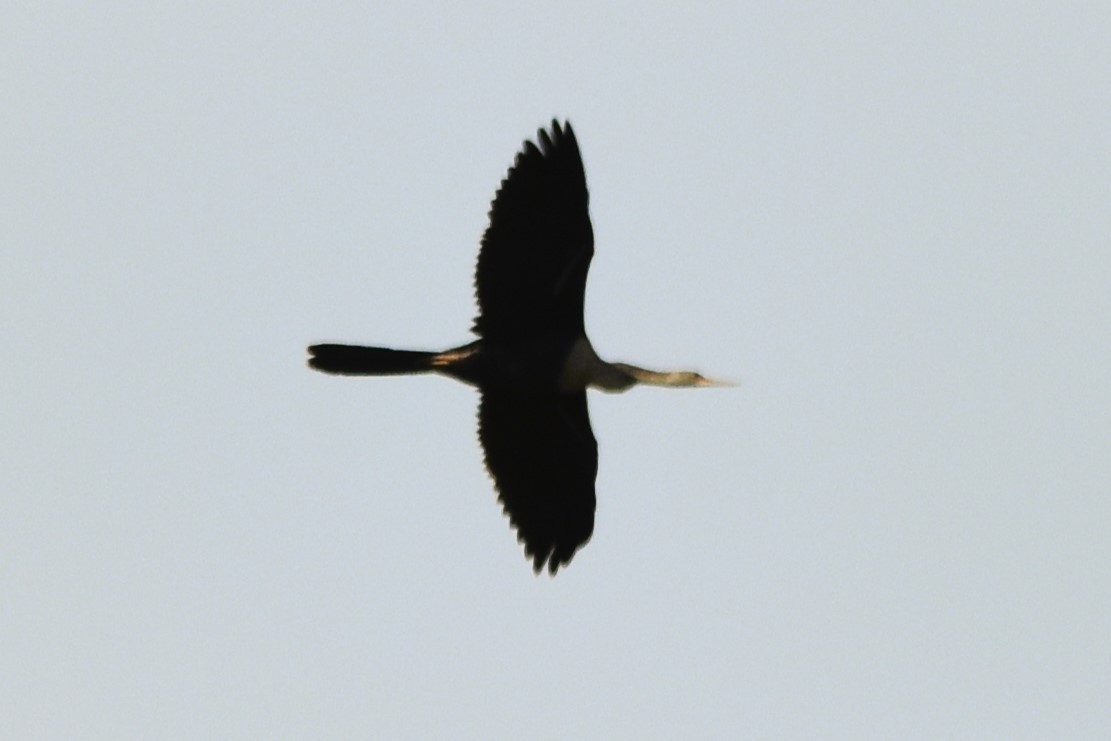 Anhinga d'Amérique - ML622015318