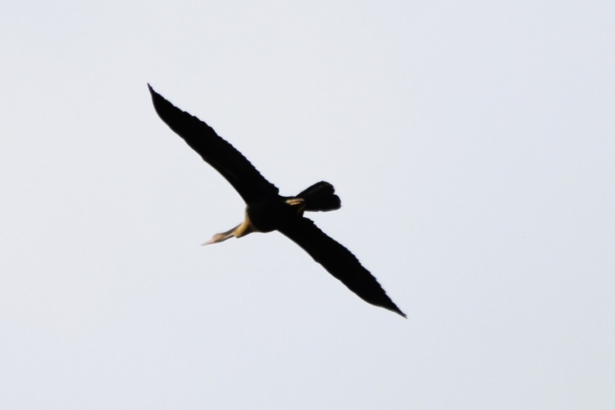 Anhinga - ML622015322