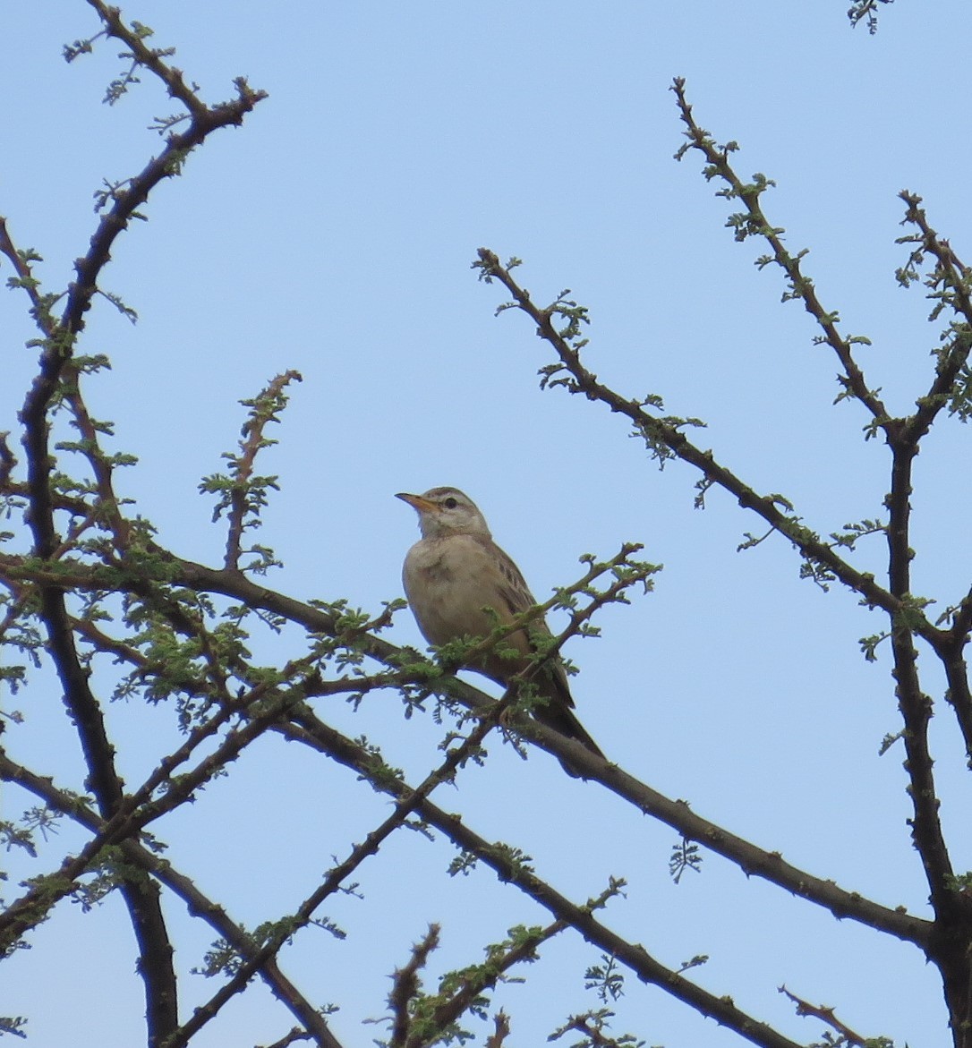 Somali Short-toed Lark - ML622015338