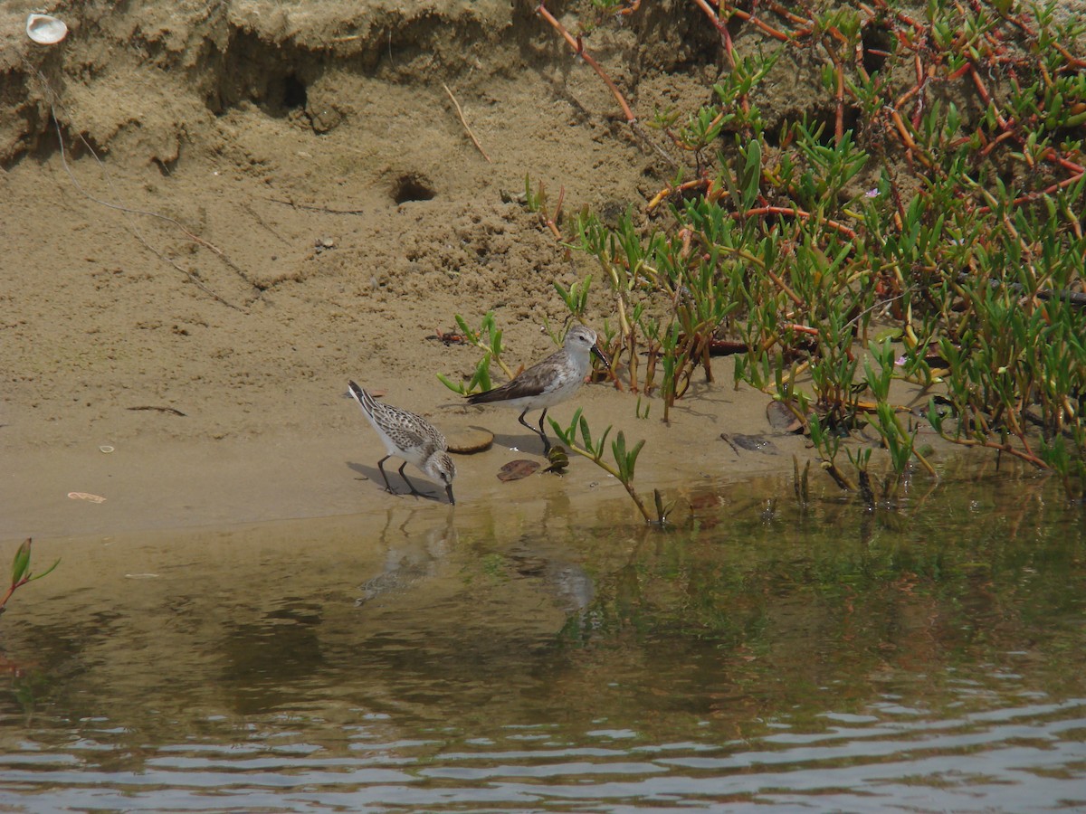 Bécasseau semipalmé - ML622015362