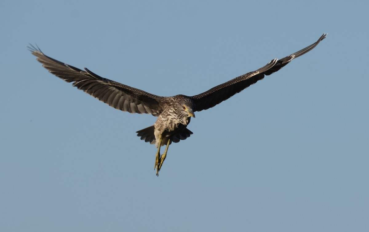 Black-crowned Night Heron - Matthew Grube