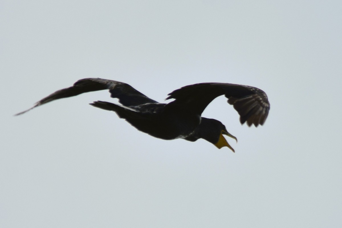 Double-crested Cormorant - ML622015366