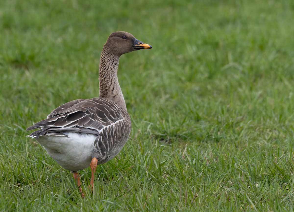 Tundra Bean-Goose - ML622015425