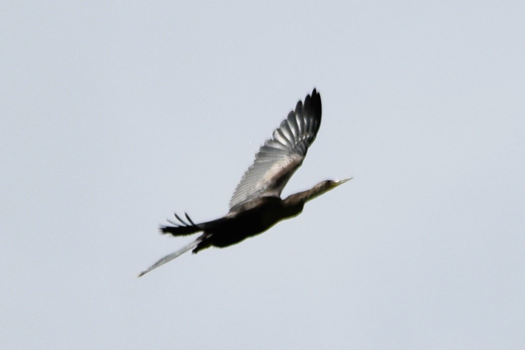 Anhinga d'Amérique - ML622015433