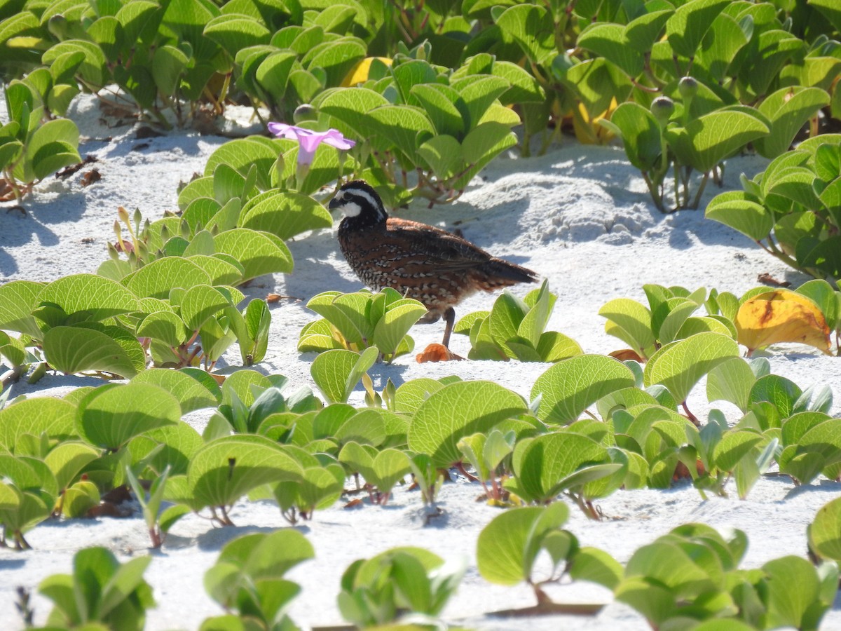 Northern Bobwhite - ML622015477