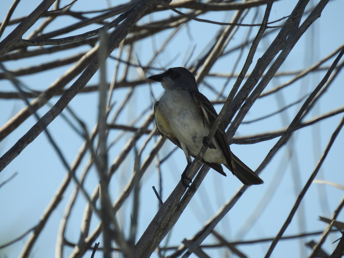 Gray Kingbird - ML622015504