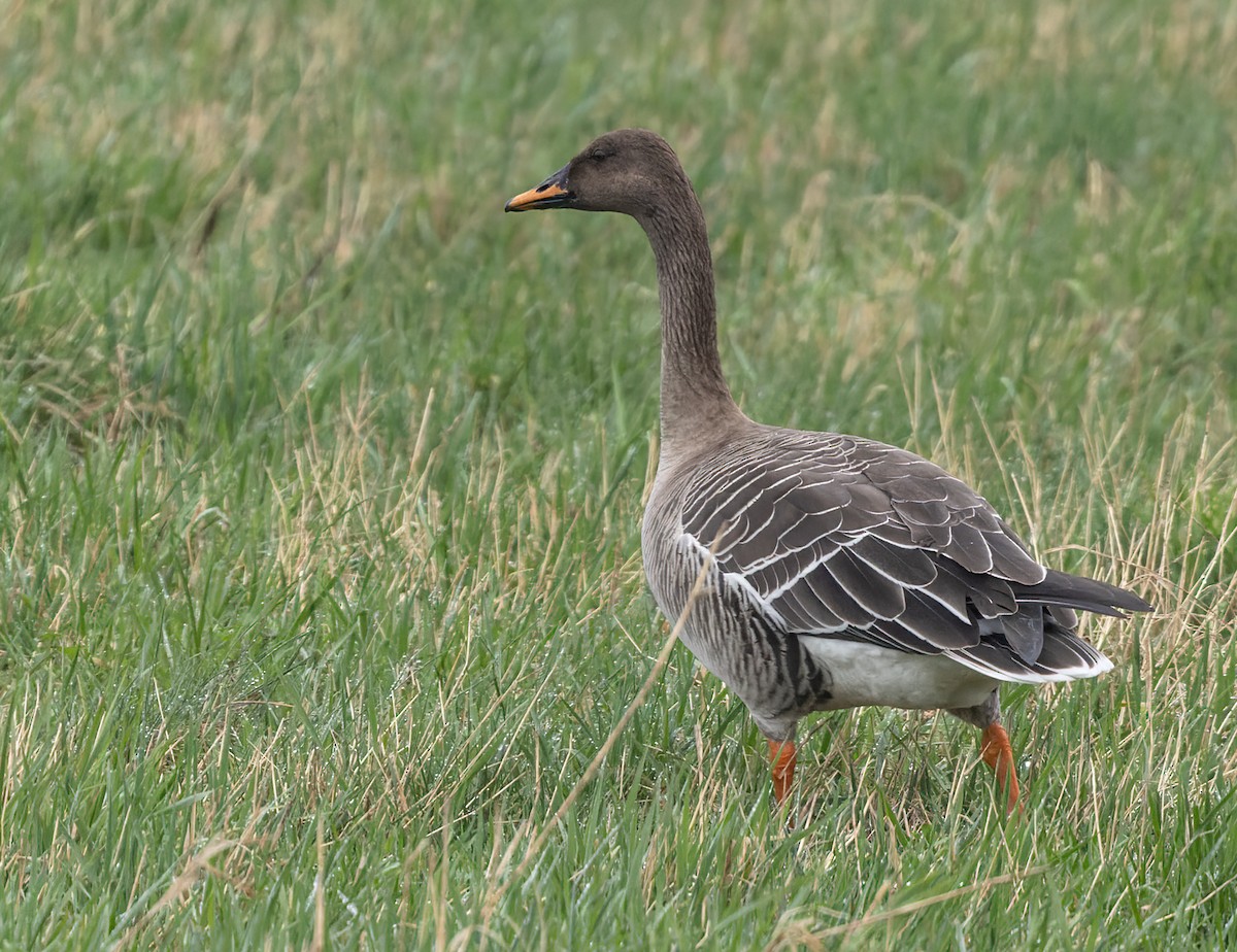 taigasædgås - ML622015537