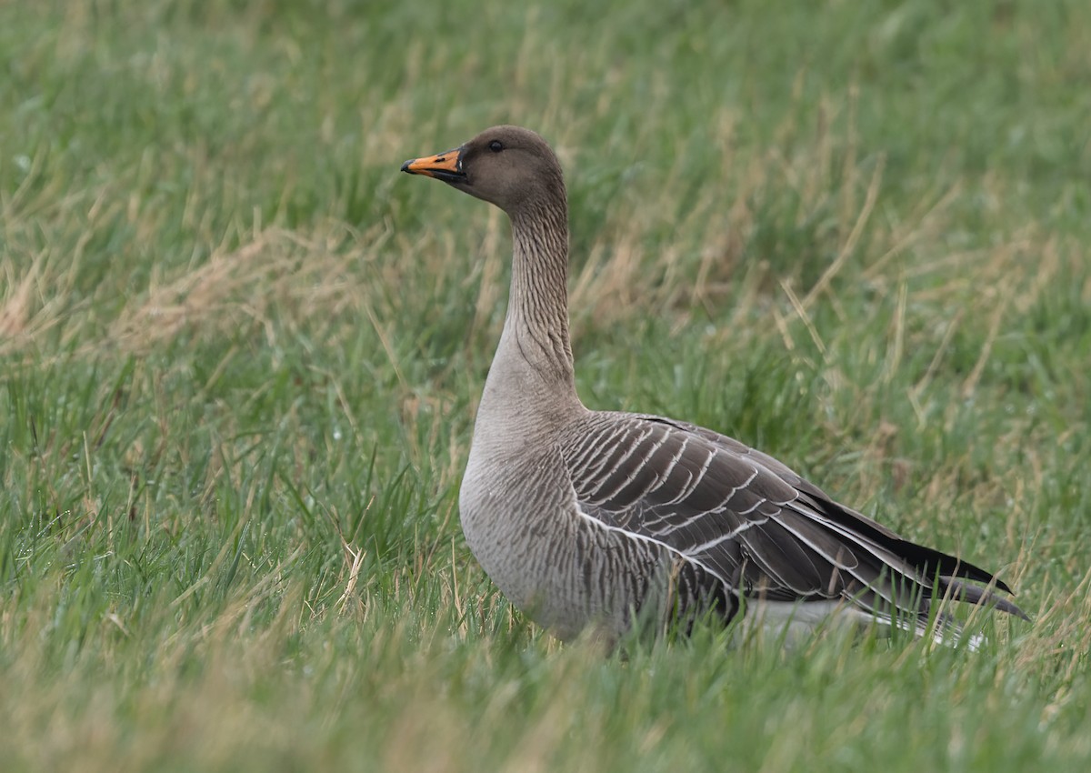 Tundra Bean-Goose - ML622015538