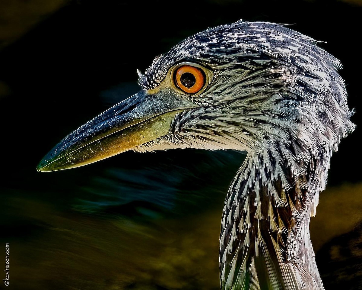 Yellow-crowned Night Heron - WNY Records