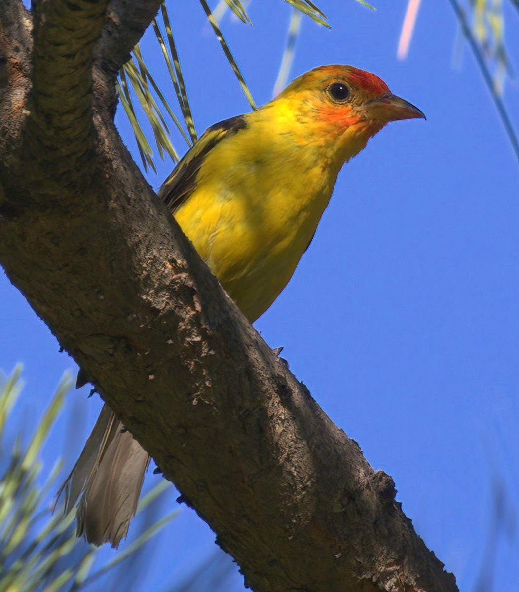 Western Tanager - Richard Brown