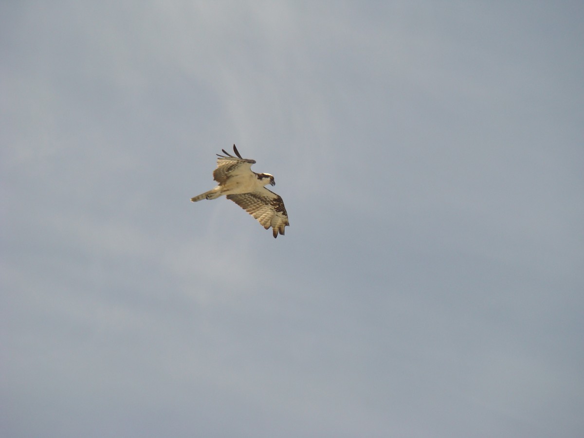 Osprey - Pedro Cabello Maleno