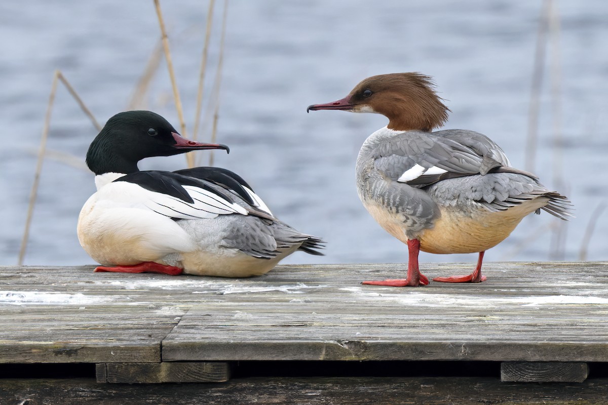 Common Merganser (Eurasian) - ML622015597