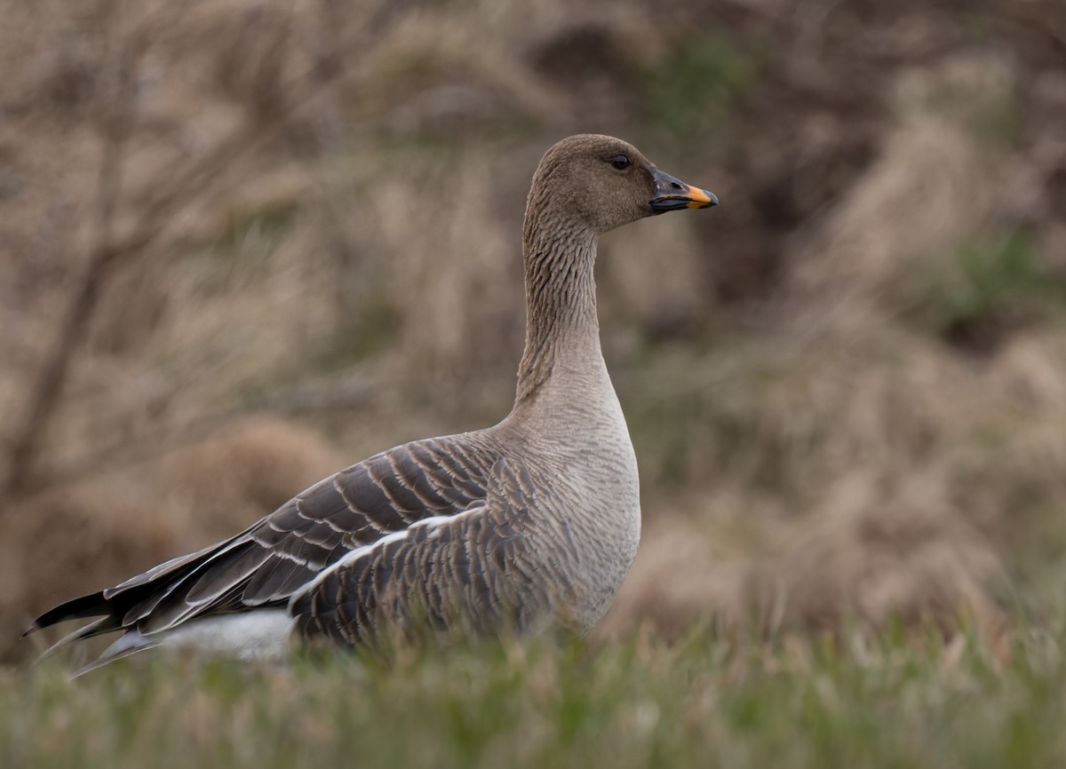 Tundra Bean-Goose - ML622015599