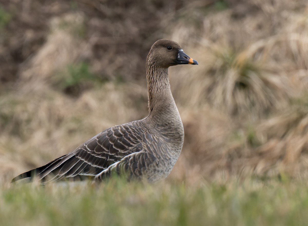 Tundra Bean-Goose - ML622015600