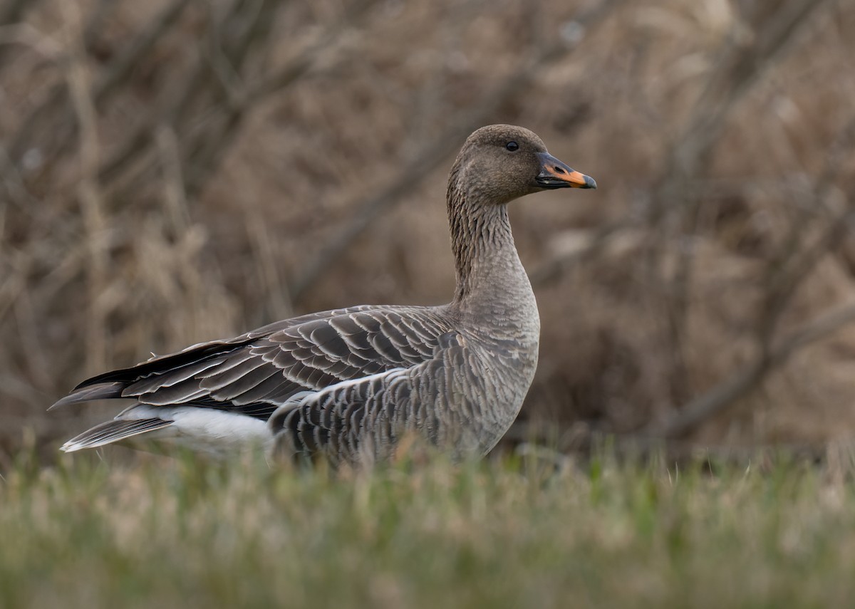 Tundra Bean-Goose - ML622015601