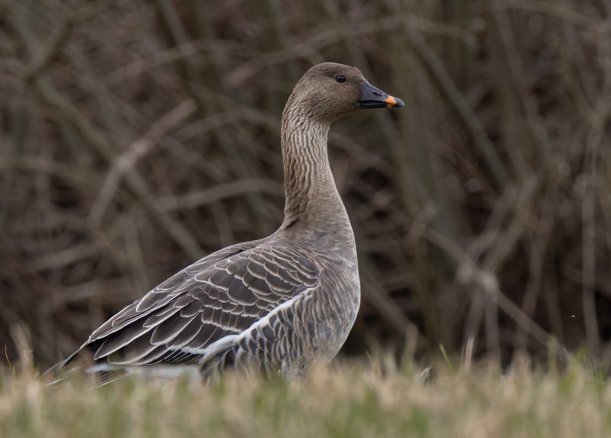 Tundra Bean-Goose - ML622015602