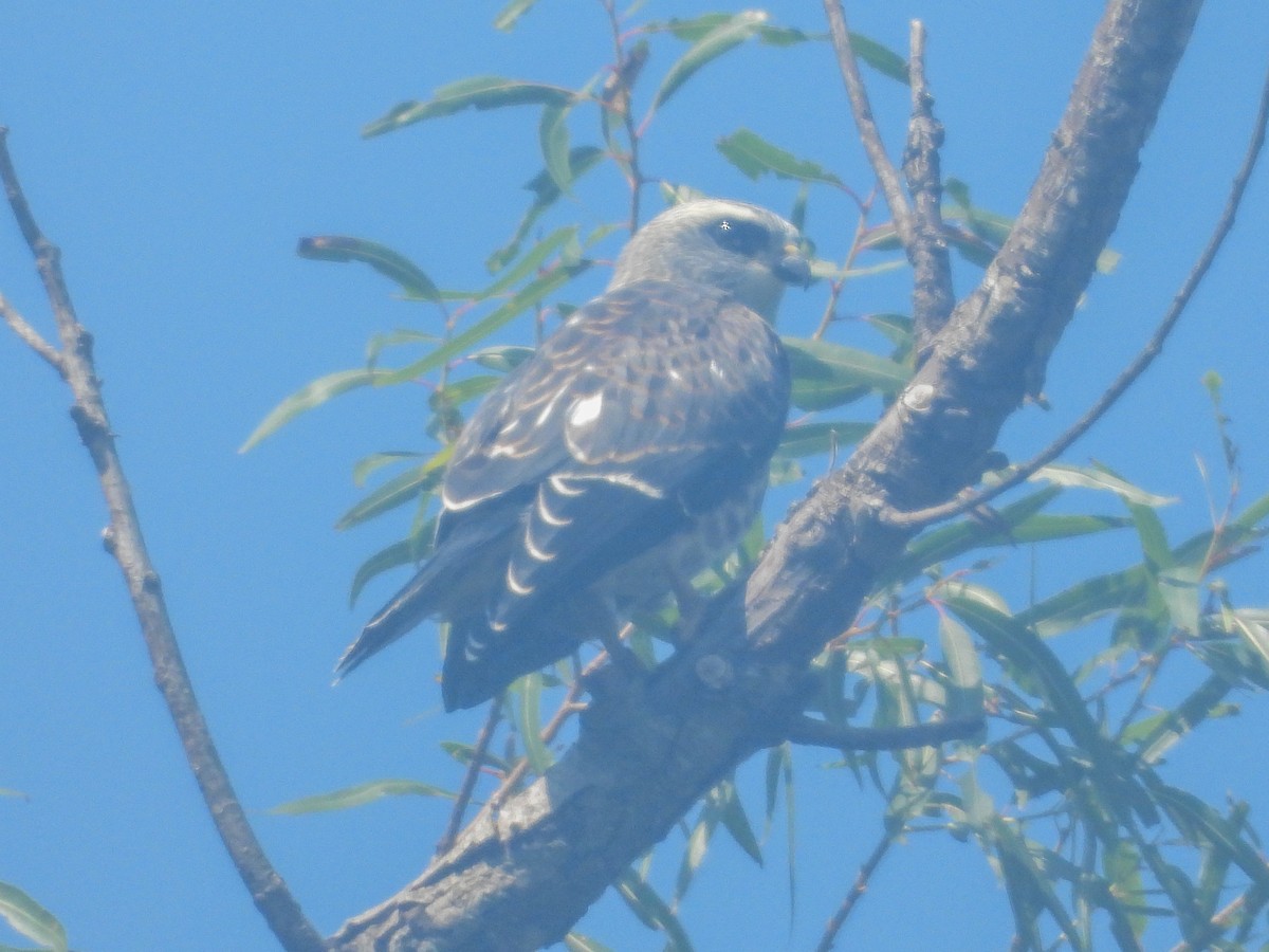 Mississippi Kite - ML622015619