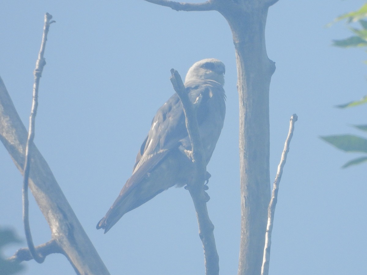 Mississippi Kite - ML622015625