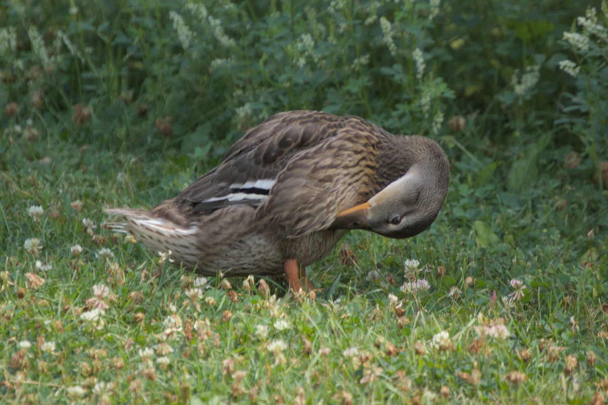 Mallard - ML622015660