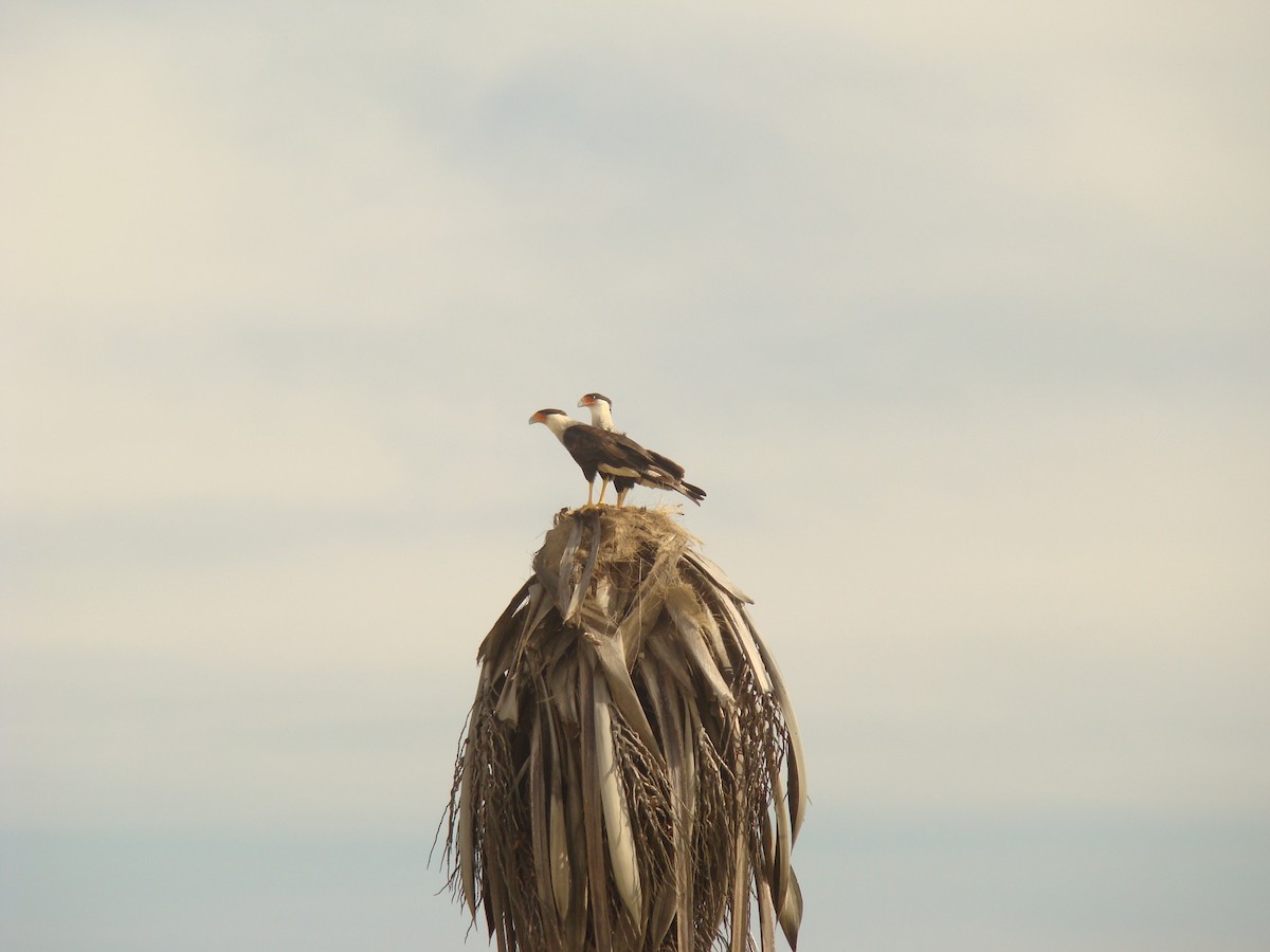 Caracara huppé - ML622015693