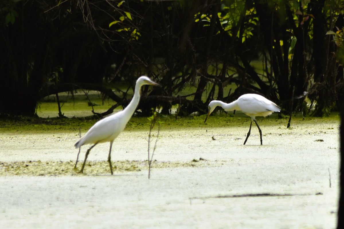 Snowy Egret - ML622015696