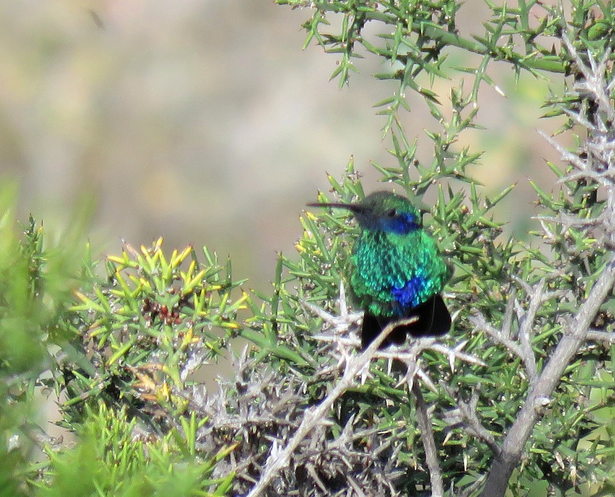 Colibrí Oreja Violeta Menor (andino) - ML622015703